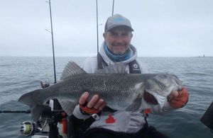 European Bass (Seabass)
