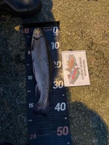 Brook Trout