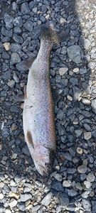 Cutthroat Trout