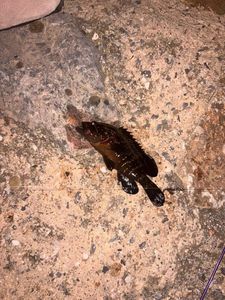 Brown Grouper (Dusky)