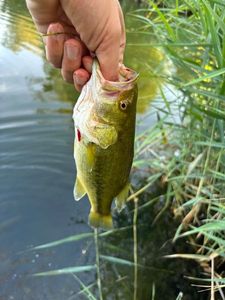 Largemouth Bass