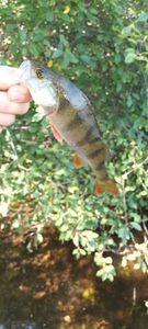 European Perch