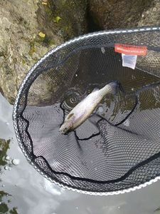 Rainbow Trout