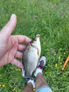 Crucian Carp