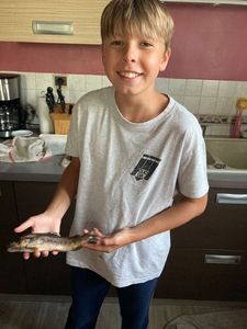 Brown Trout