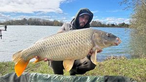 Common Carp