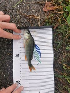 European Perch