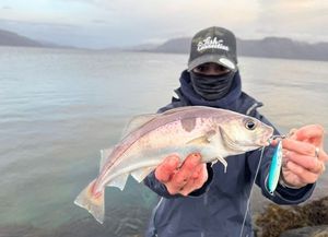 Haddock