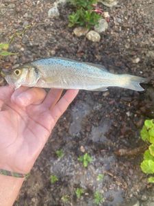 Spotted Seabass