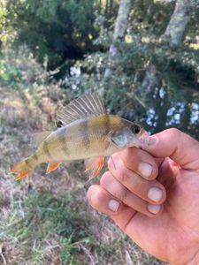 European Perch