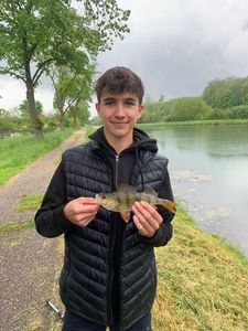 European Perch