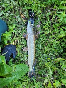 Northern Pike