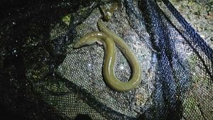 European Eel (Common Eel)