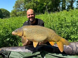 Common Carp