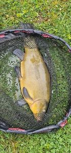 Tench