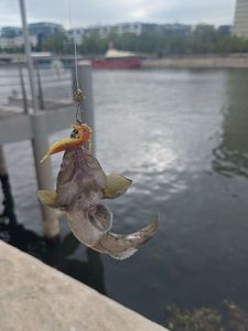 Monkey Goby
