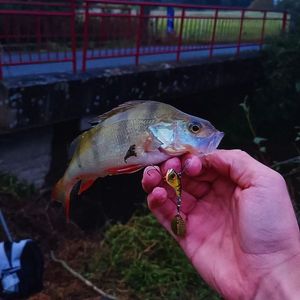 European Perch