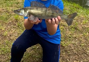 Zander