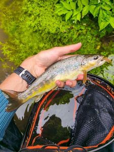 Brown Trout