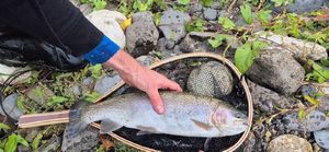 Rainbow Trout