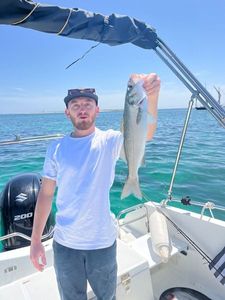 European Bass (Seabass)
