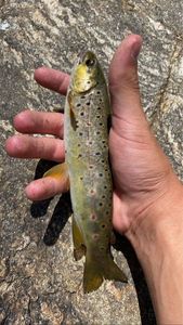 Brown Trout
