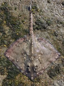 Thornback Ray