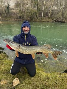 Northern Pike