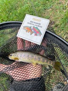 Brown Trout