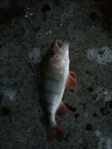 European Perch