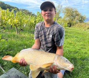 Common Carp