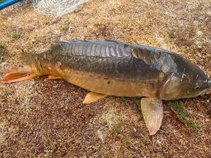 Mirror Carp