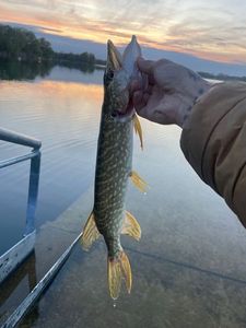 Northern Pike