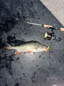 European Perch
