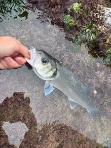 European Bass (Seabass)