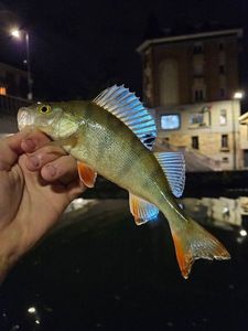 European Perch