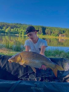 Common Carp