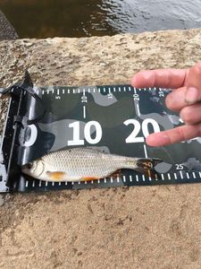 Roach