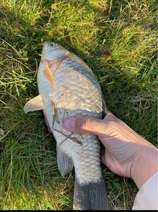 Crucian Carp