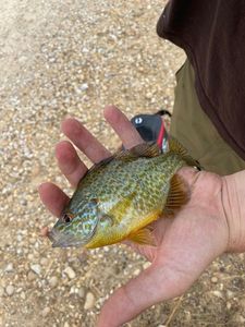 Green Sunfish
