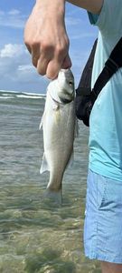 European Bass (Seabass)
