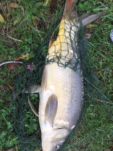 Mirror Carp