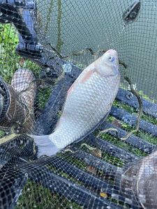 Crucian Carp