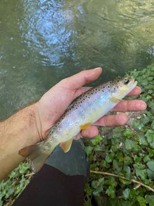 Brown Trout