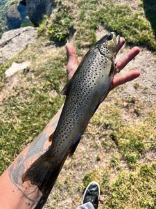 Brown Trout
