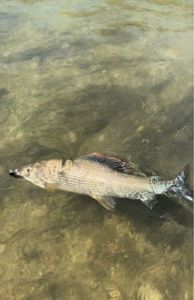 Grayling
