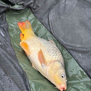 Common Carp