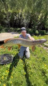 Northern Pike