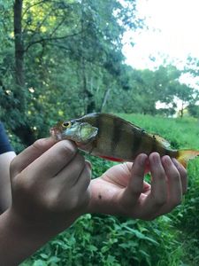 European Perch