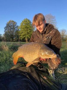 Common Carp